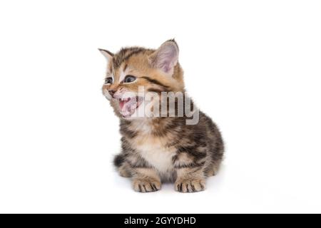 Funny Scottish kitten meows loudly, as if laughing, isolated on a white background Stock Photo