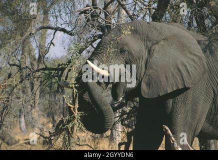 The African elephant (Loxodonta africana), also known as the African savanna elephant, is the largest living land animal in Southern Africa Stock Photo