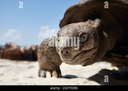 Aldabra giant tortoise on sand beach. Close-up view of curious turtle in Seychelles. Stock Photo