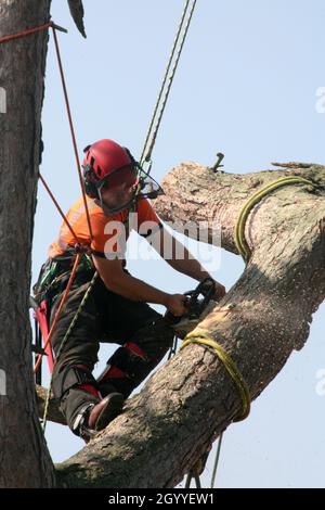 Close up of a tree surgeon working at height, cutting down a tree Stock Photo