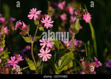 Beautiful Red campion, Silene dioica blooming on a spring evening in Estonia, Northern Europe. Stock Photo