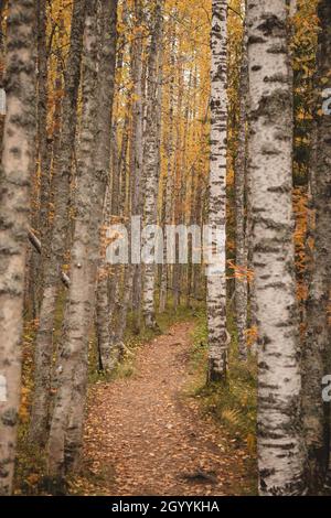 Autumn forest path surrounded by birch trees in orange-yellow colours.  Scandinavian autumn in an orange-yellow hue of colors. Colours in tiilikkajarv Stock Photo