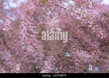 Blooming pink tamarix in a garden spring season (Tamarix Tetrandra). Soft focused shot of beautiful tender pink buds on Tamarix bush branches Stock Photo