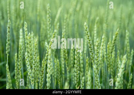 Green wheat field. Juicy fresh ears of young green wheat on nature in spring or summer field. Ears of green wheat close up. Background of ripening ear Stock Photo