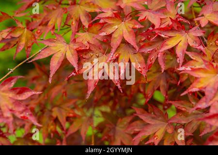 Autumn foliage - autumn leaves. Autumn colorful red maple leaves over green background. Close up of maple leaves. Beautiful nature background Stock Photo