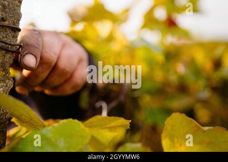 Selective Focus. Close up photo of a working mans hand on a vineyard adjusts the mount for grapes, harvest time of the grape. Stock Photo