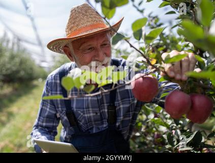 Senior farmer with tablet checking apple quality on tree in orchard before harvest Stock Photo