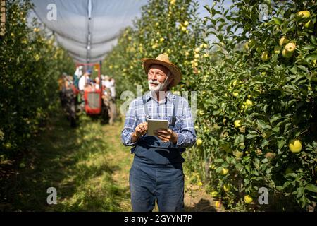 Smiling senior farmer with straw hat working on tablet in apples orchard white tractor and people harvesting in background Stock Photo