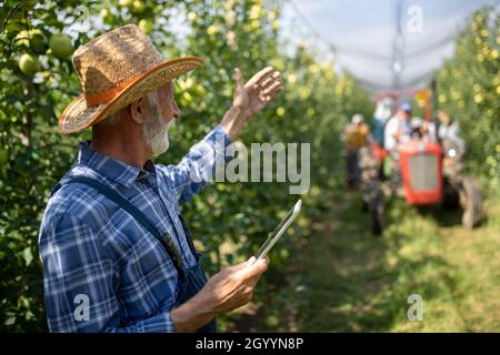 Senior farmer with straw hat holding tablet and waving hand to workers on tractor at apple harvest in orchard Stock Photo