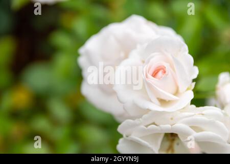 A closeup shot of a white Aspirin-rose growing in the garden against a green background Stock Photo