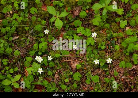 Blooming One-flowered wintergreen, Moneses uniflora with a pleasant fragrance in Estonia, Northern Europe. Stock Photo