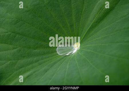 Waterdrop on green lotus leaf after rain (Nelumbo nucifera). Beautiful leaf texture in nature Stock Photo