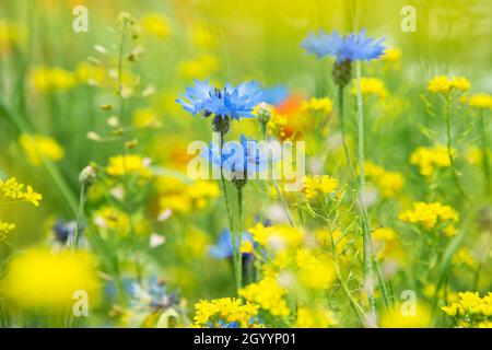 Bright blue cornflowers (Centaurea cyanus) on the field in summer at a sunny day. Cornflowers close up in green grass. Field with cornflowers Stock Photo