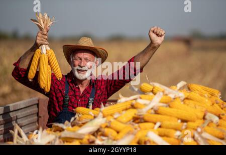 Satisfied senior farmer holding corn crops in tractor trailer during harvest in field Stock Photo