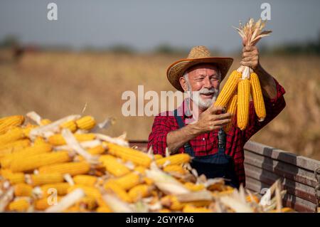 Satisfied senior farmer holding corn crops in tractor trailer during harvest in field Stock Photo