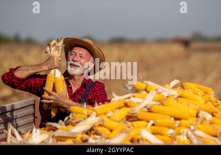 Satisfied senior farmer holding corn crops in tractor trailer during harvest in field Stock Photo