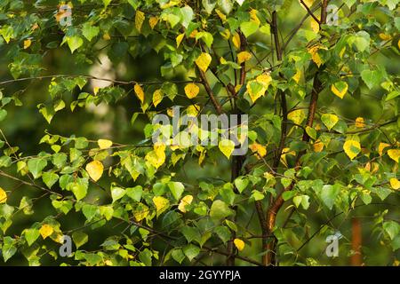 Silver birch, Betula pendula leaves with some yellow color on an early autumn day in Northern Europe. Stock Photo