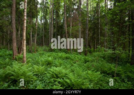 An Estonian old-growth forest with lush ferns during a summer evening. Stock Photo