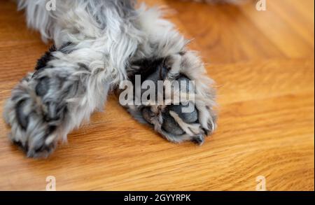 Close up of dog paw while sleeping on parquet floor Stock Photo