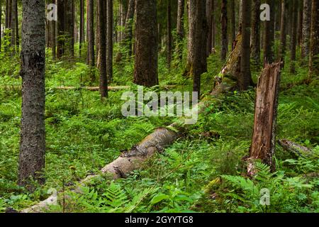 An Estonian old-growth forest with decaying and old trees during a summer evening. Stock Photo