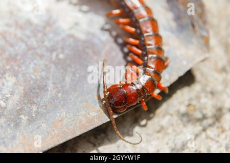 house centipede in a spade Stock Photo
