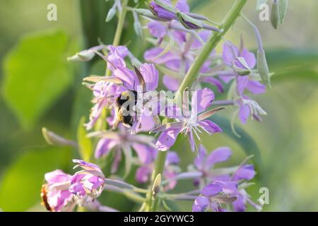 A small Bumblebee pollinating a light pink Fireweed, Epilobium angustifolium on a summer evening in Estonia. Stock Photo