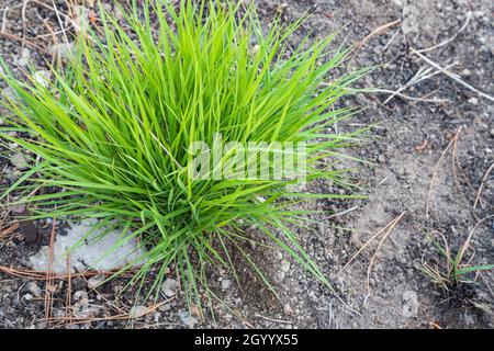 tuft of grass on the ground Stock Photo