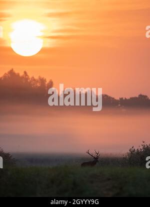 Red deer with big antlers walking on meadow on foggy morning with big sun raising behind trees. Wildlife in natural habitat Stock Photo