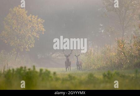 Red deer with big antlers and hind standing on meadow in forest on foggy morning. Wildlife in natural habitat Stock Photo