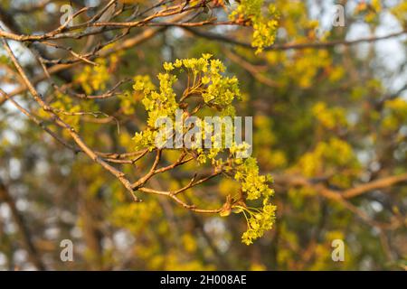 Close-up of small Norwegian maple, Acer platanoides flowers during springtime in Estonia, Northern Europe. Stock Photo