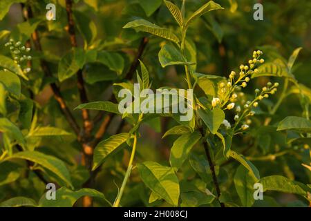 Unopened Bird cherry tree, Prunus padus blossoms during a beautiful warm sunset on a spring evening in Estonia. Stock Photo