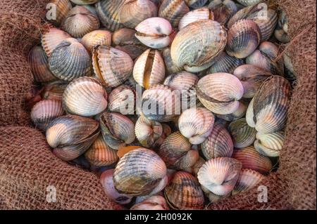 Freshly fished cockles at the market at the place Général de Gaulle, Nice, France Stock Photo