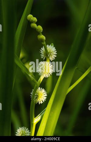 Blooming European bur-reed, Sparganium emersum growing in a lush, shallow river water Stock Photo