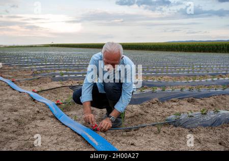 Senior farmer fixing watering system in strawberry field in summer time Stock Photo