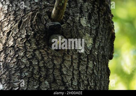 Small Eurasian pygmy owl, Glaucidium passerinum at the door of its nest in a large Aspen tree. Stock Photo