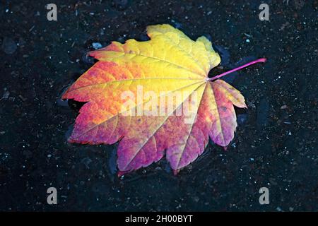 Vine maple leaves turning red and gold in October in the Cascade Mountains of central Oregon. Stock Photo