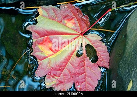 Vine maple leaves that have turned from green to yellow and red and are lying in a small creek in the Cascade Mountains of central Oregon. Stock Photo