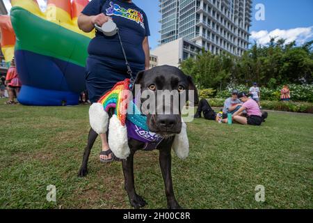 A dog decorated with colors of the rainbow flag is seen during the the Come Out With Pride Festival and Parade in downtown Orlando Florida on October 9, 2021. Tens of thousands of members of the LGBTQ community and their allies gathered for the annual event in Lake Eola Park. (Photo by Ronen Tivony/Sipa USA) *** Please Use Credit from Credit Field *** Stock Photo