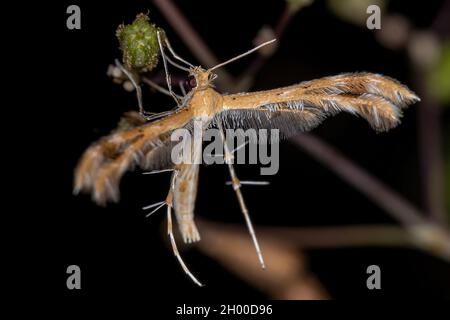 Adult Plume Moth of the Family Pterophoridae Stock Photo