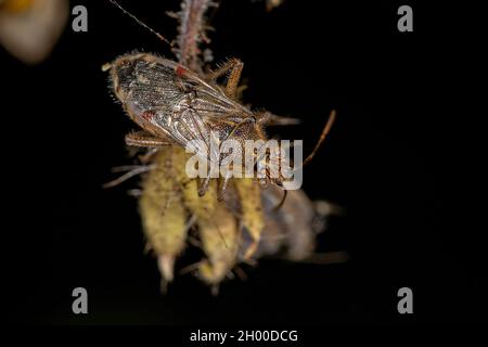 Adult Scentless Plant Bug of the Family Rhopalidae Stock Photo