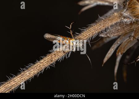 Adult Sun Moth of the Family Heliodinidae Stock Photo