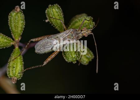 Adult Scentless Plant Bug of the Family Rhopalidae Stock Photo