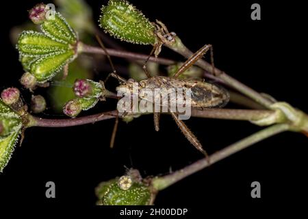 Adult Scentless Plant Bug of the Family Rhopalidae Stock Photo