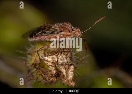 Adult Scentless Plant Bug of the Family Rhopalidae Stock Photo