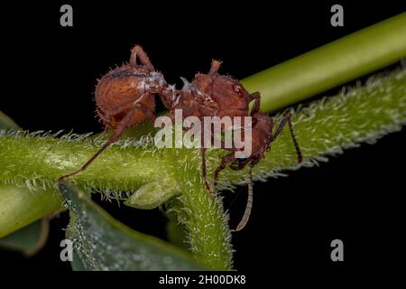 Adult Female Acromyrmex Leaf-cutter Queen Ant of the Genus Acromyrmex Stock Photo