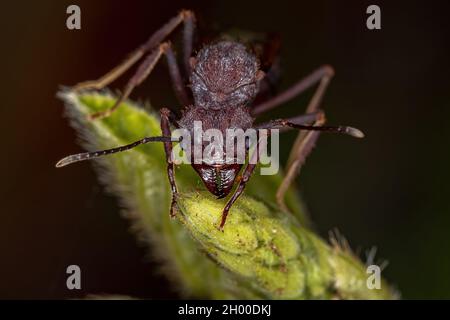 Adult Female Acromyrmex Leaf-cutter Queen Ant of the Genus Acromyrmex Stock Photo