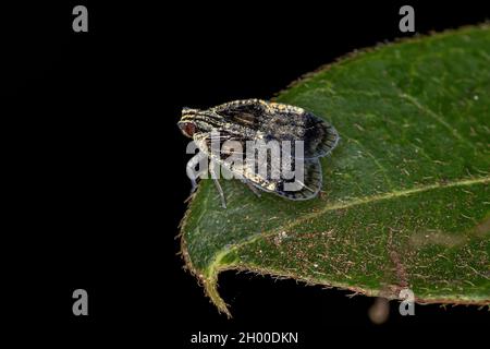Adult Small Planthopper of the Family Cixiidae Stock Photo