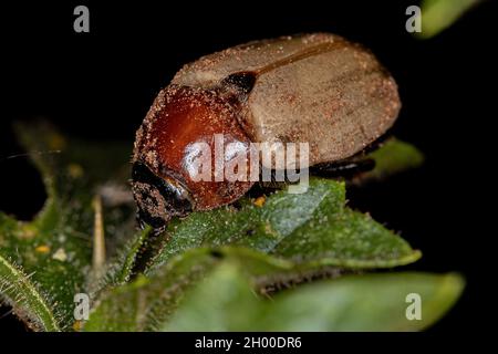 Adult Brown Scarab of the Family Scarabaeidae Stock Photo