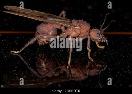 Adult Female Acromyrmex Leaf-cutter Queen Ant of the Genus Acromyrmex Stock Photo