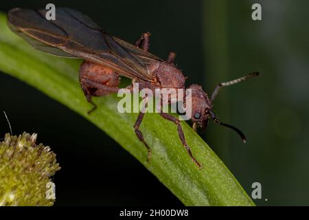 Adult Female Acromyrmex Leaf-cutter Queen Ant of the Genus Acromyrmex Stock Photo